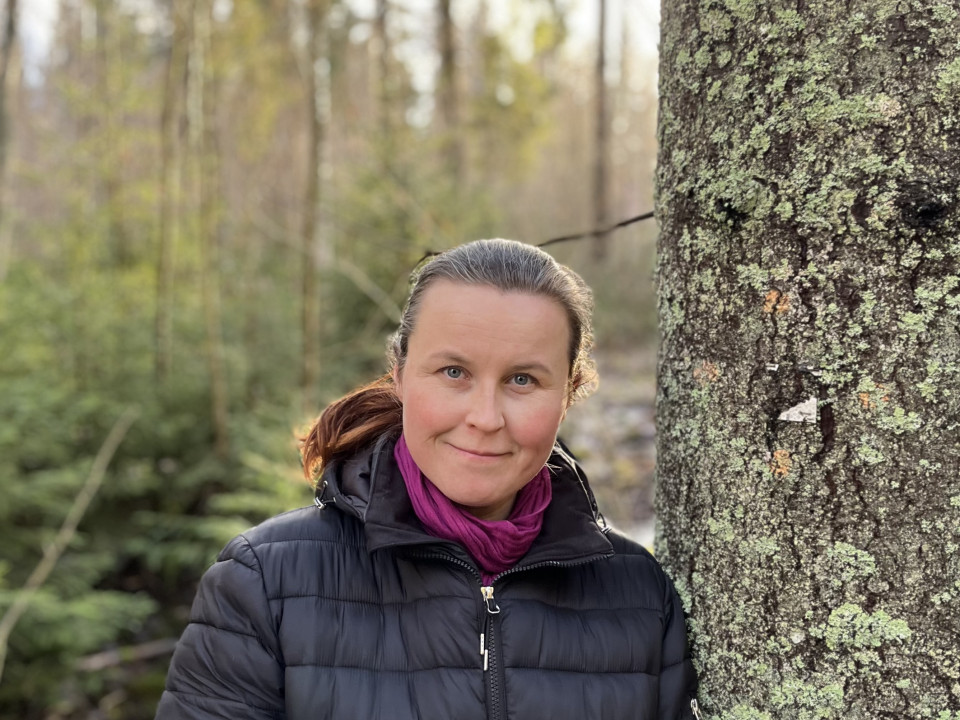 Hakkuiden rajoittamisvaateille ei oikeudellisia perusteita— Rajoitusten pelossa tehdään aavistushakkuita