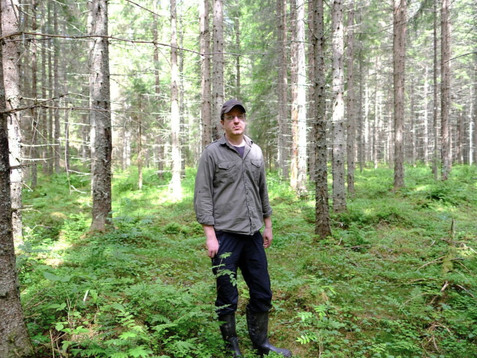 Satelliittiseurannalla ajantasaista tietoa metsätuhojen seurantaan