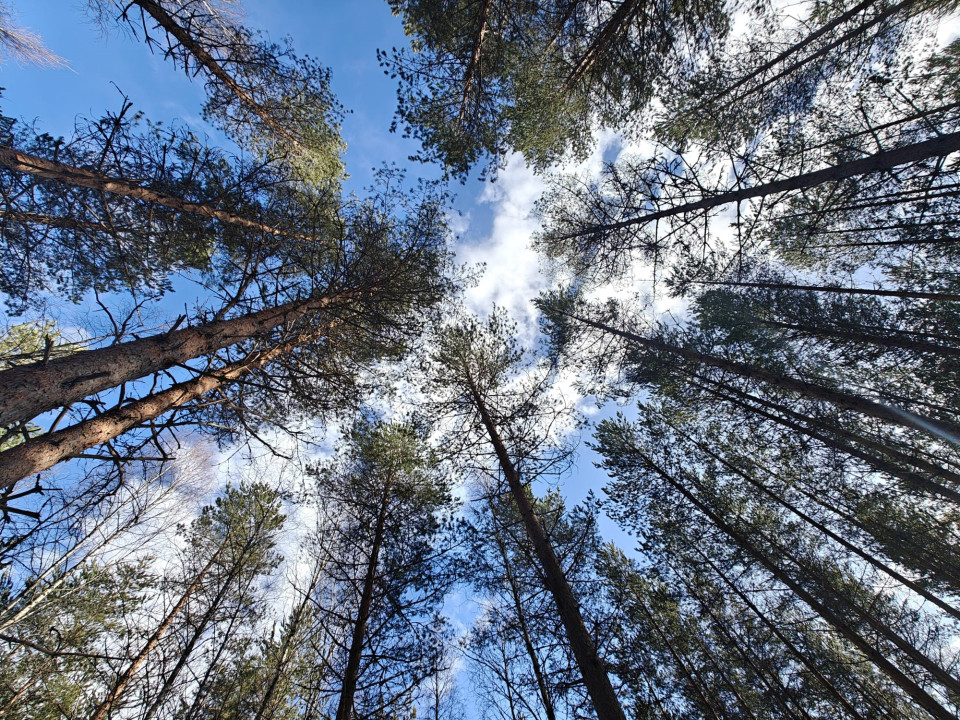 Metsänomistajat ovat tyytymättömiä metsäkeskusteluun ja kokevan sen hyötyjinä olevan ympäristöjärjestöt eikä luonto